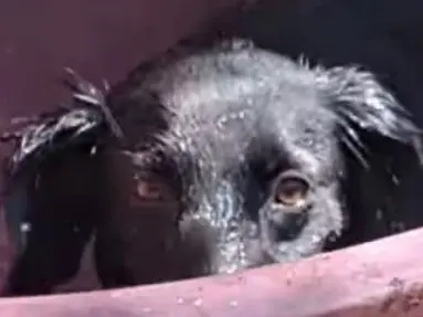 Adotta un cane, taglia media contenuta, maschio, Caserta