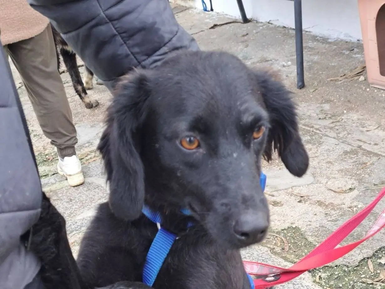 Adotta un cane, maschio, 3 anni, Caserta