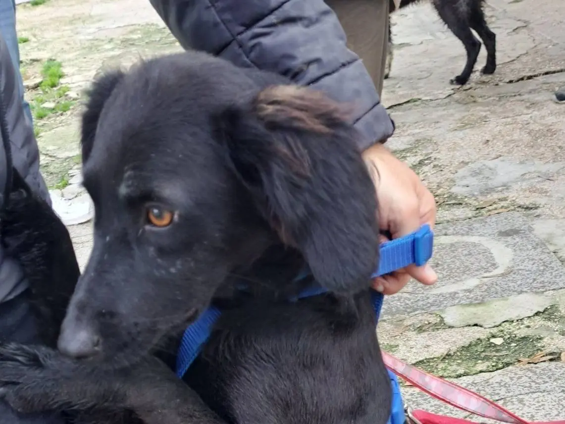 Adozione cane, maschio, Beagle Border Collie, 3 anni, taglia media contenuta, Caserta