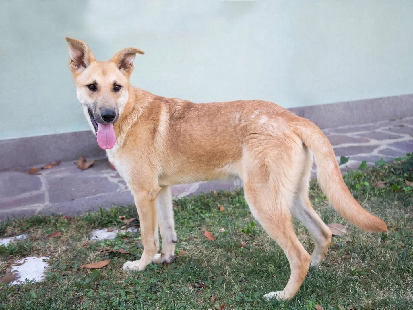 Adotta un cane, maschio, 1 anno e 5 mesi, Brescia