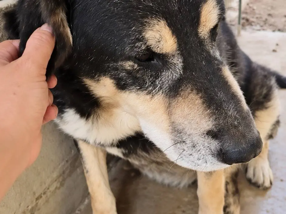 Vuoi adottare un cane a Avellino?