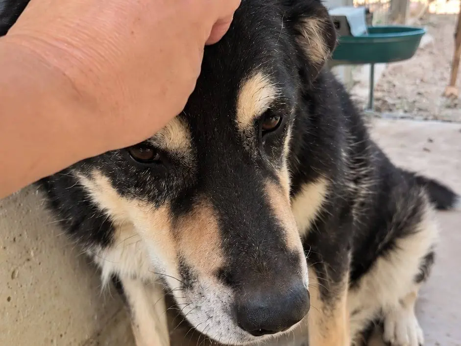 Adotta un cane, maschio, 9 anni, Avellino