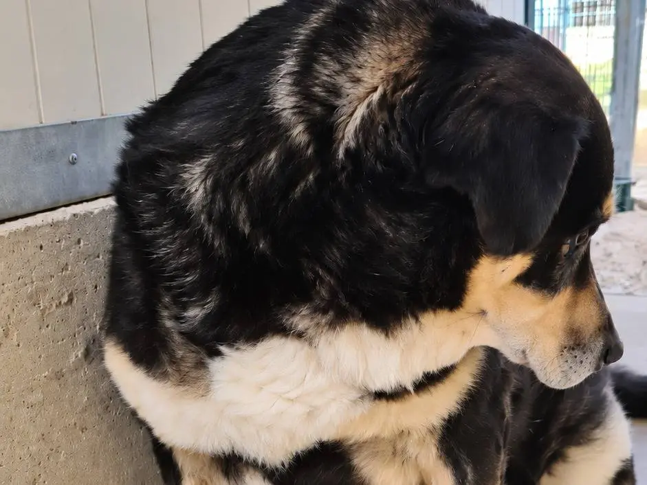 Adotta un cane, taglia gigante, maschio, Avellino