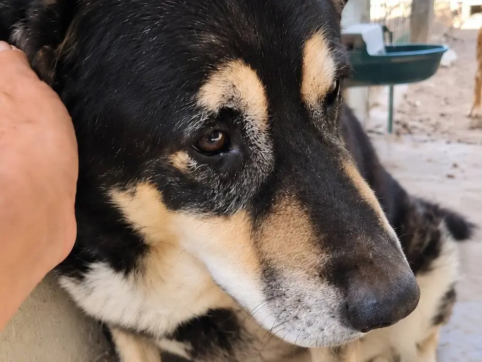 Adozione cane, maschio, Razza sconosciuta Razza sconosciuta, 9 anni, taglia gigante, Avellino