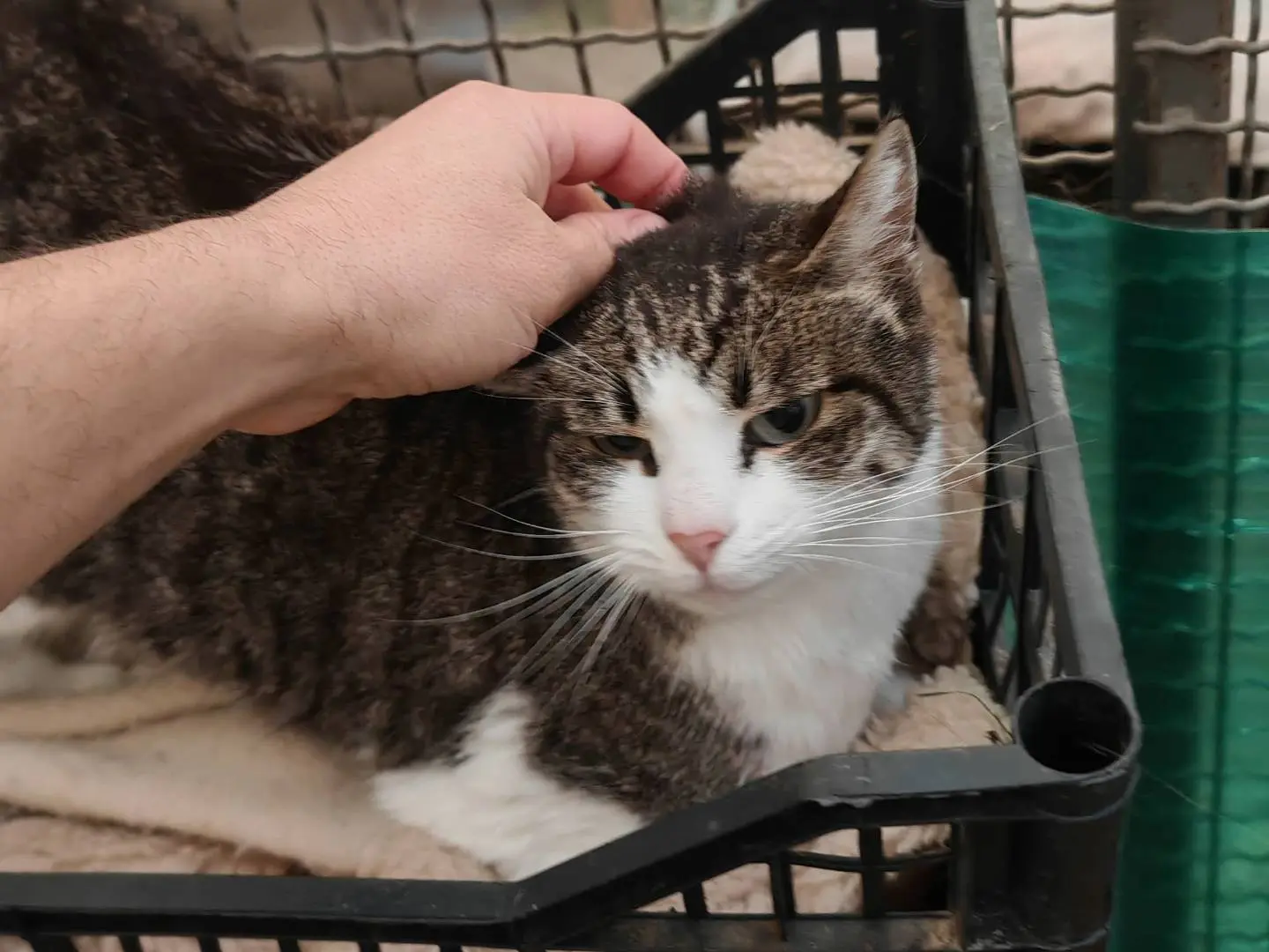 Adotta un gatto, femmina, 8 anni e 5 mesi, Roma