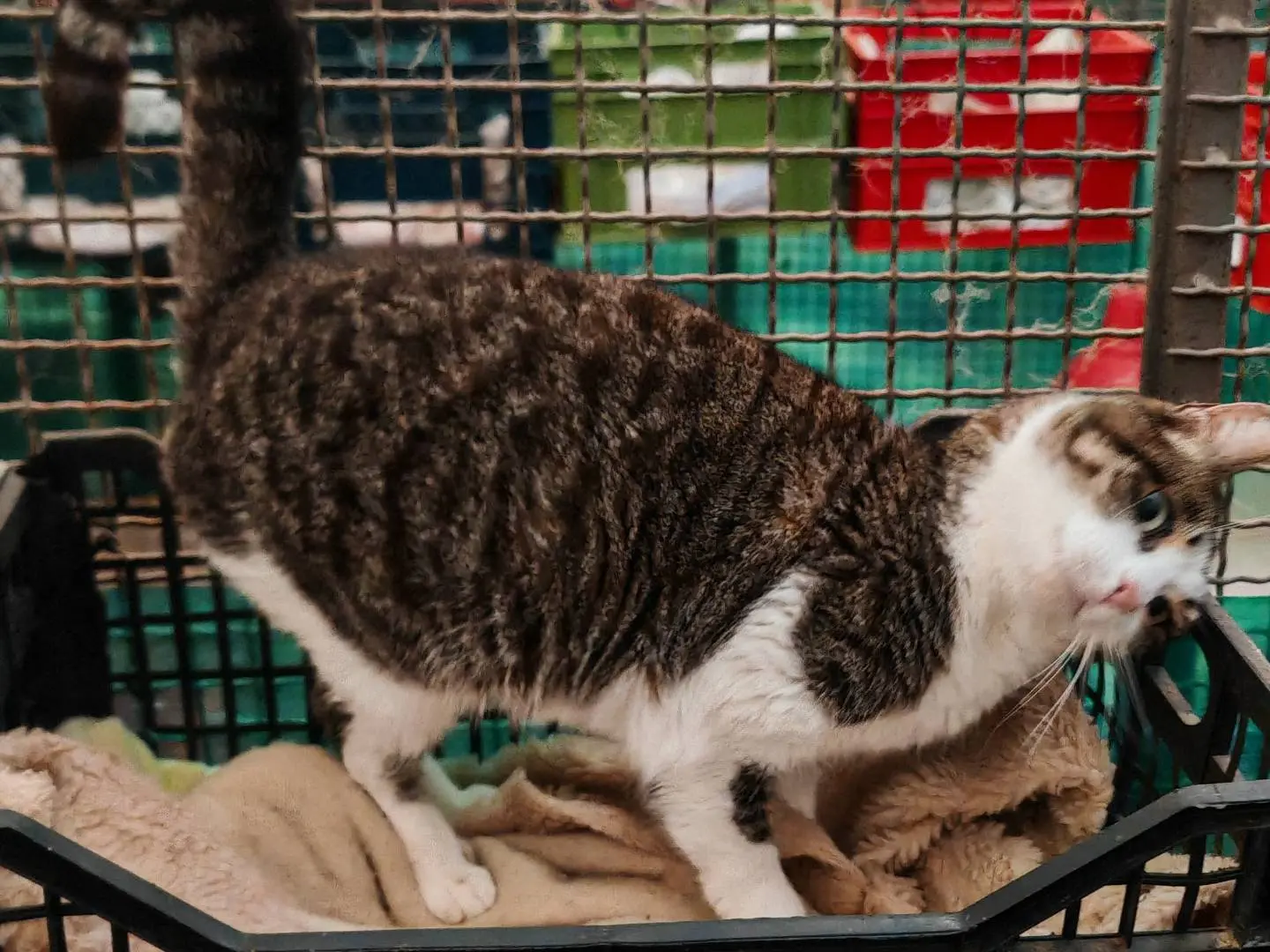 Adotta un gatto, taglia non valida, femmina, Roma