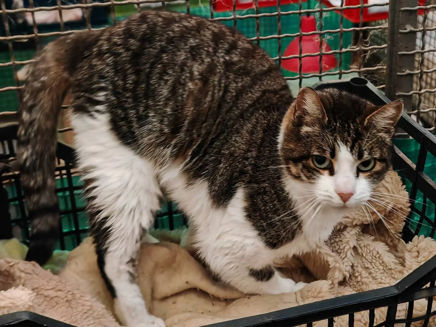 Adozione gatto, femmina, Razza sconosciuta Razza sconosciuta, 8 anni e 5 mesi, taglia non valida, Roma