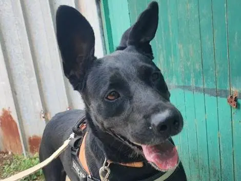 Adotta un cane, femmina, 5 anni e 10 mesi, Napoli