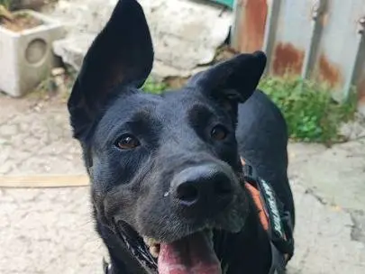 Adozione cane, femmina, Razza sconosciuta Razza sconosciuta, 5 anni e 10 mesi, taglia piccola, Napoli