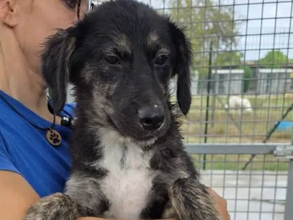 Vuoi adottare un cane a Padova?