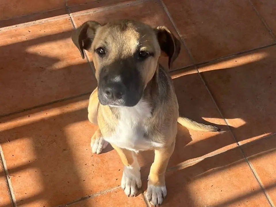 Adozione cane, femmina, Razza sconosciuta Razza sconosciuta, 1 anno e 1 mese, taglia media, Trapani