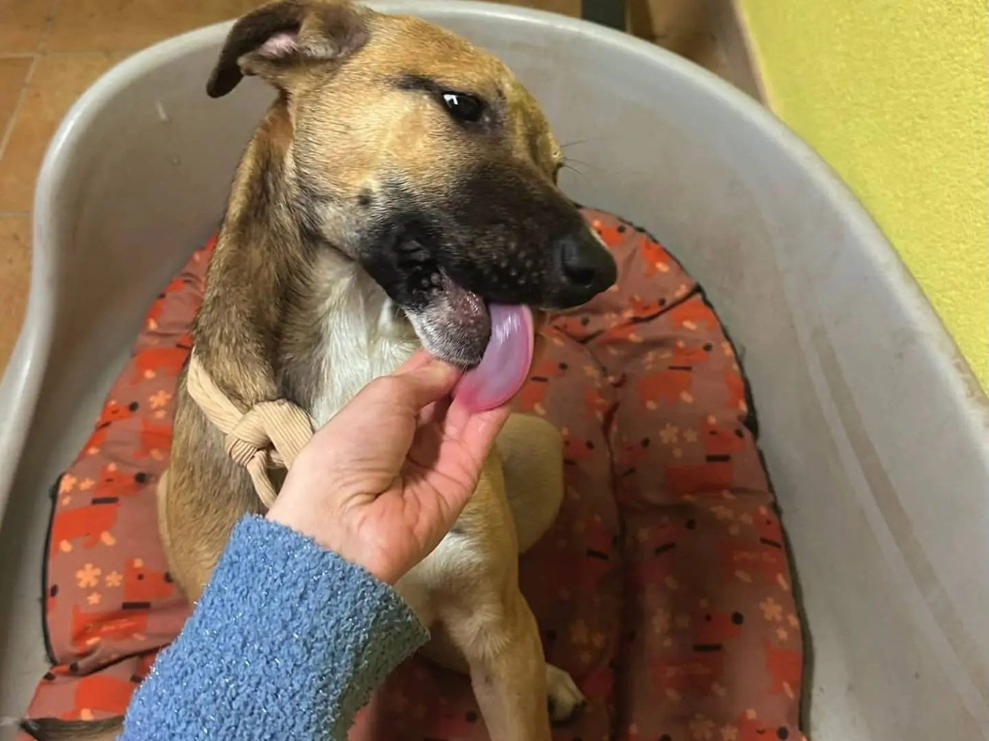 Adotta un cane, taglia media, femmina, Trapani