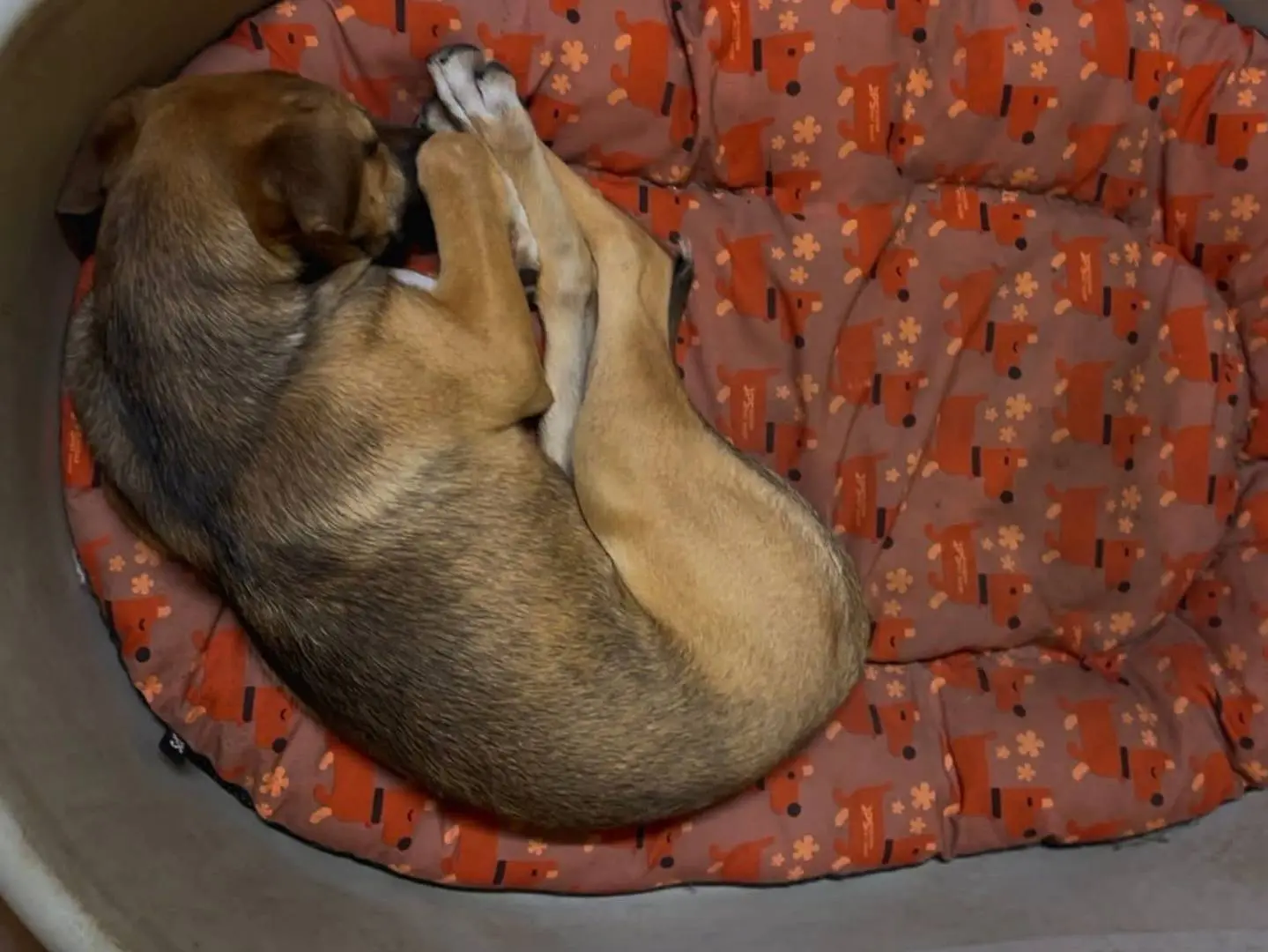 Adotta un cane, femmina, 1 anno e 1 mese, Trapani