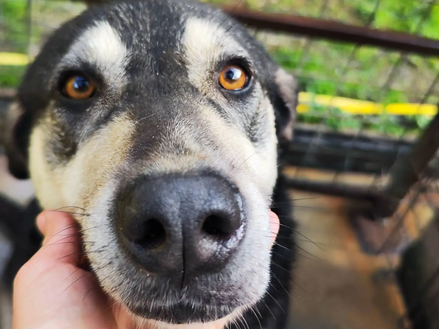 Vuoi adottare un cane a Messina?