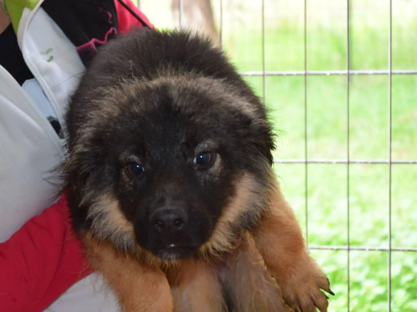 Adozione cane, femmina, Razza sconosciuta Razza sconosciuta, 2 anni e 3 mesi, taglia media contenuta, Chieti