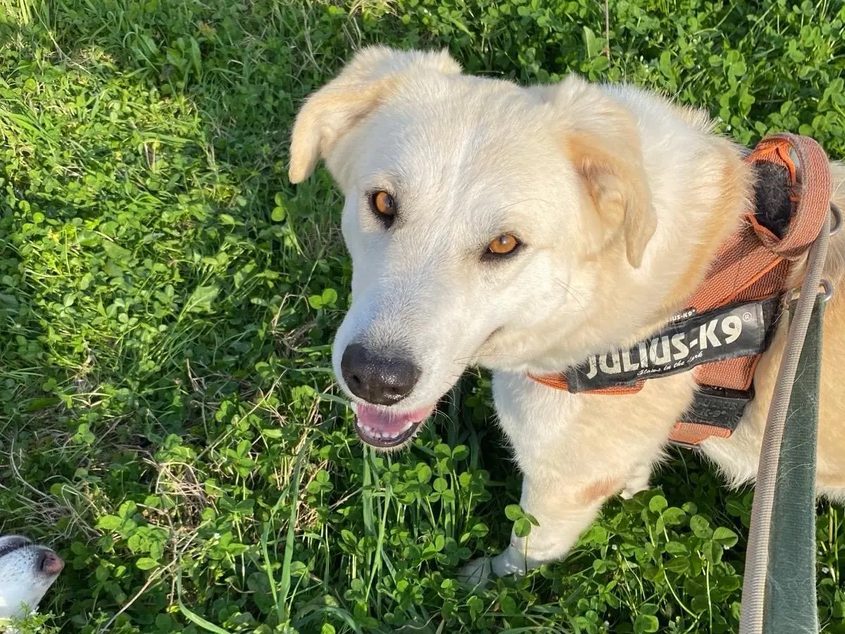 Adozione cane, femmina, Razza sconosciuta Razza sconosciuta, 4 anni e 1 mese, taglia grande, Napoli