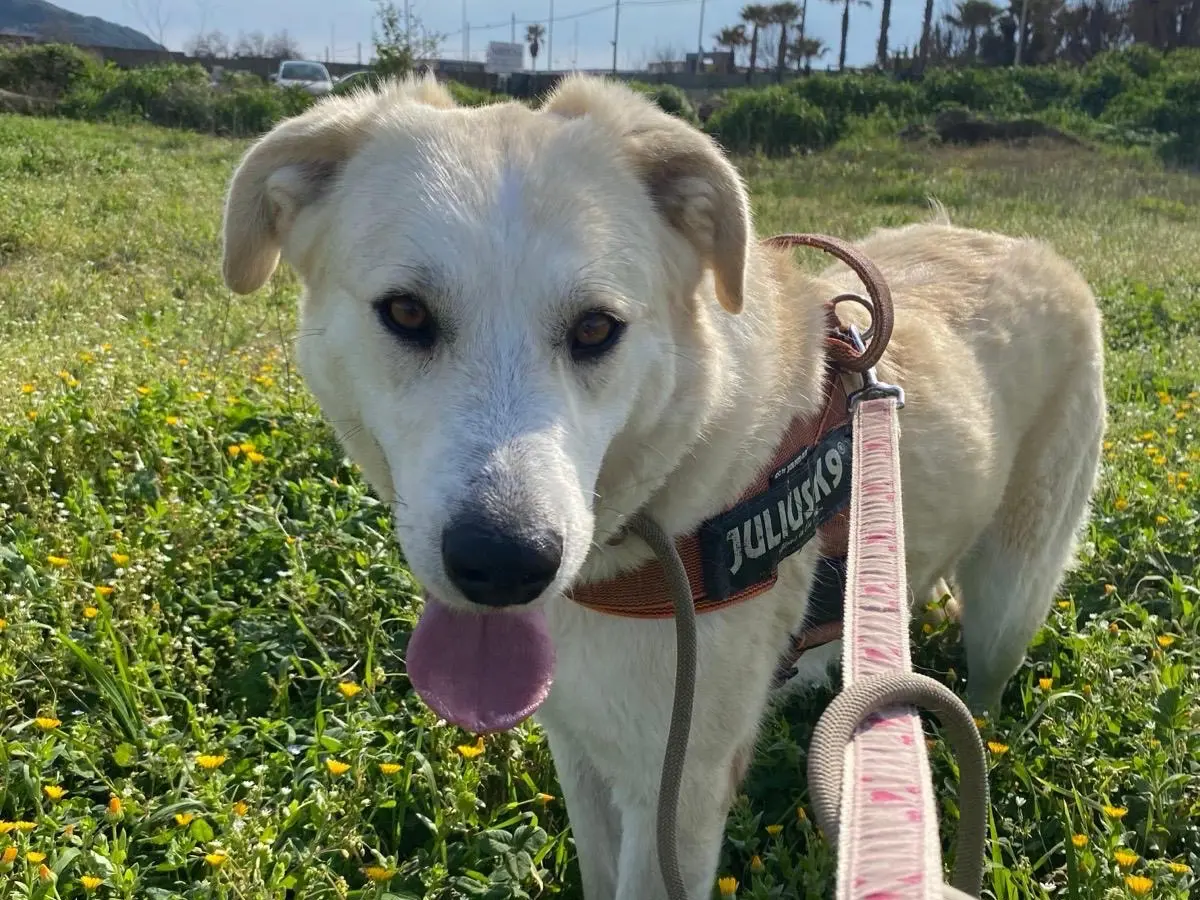 Adotta un cane, femmina, 4 anni e 1 mese, Napoli
