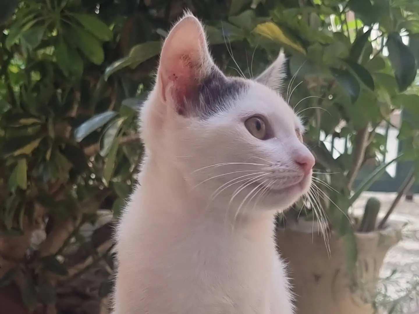 Adotta un gatto, femmina, 1 anno e 4 mesi, Napoli