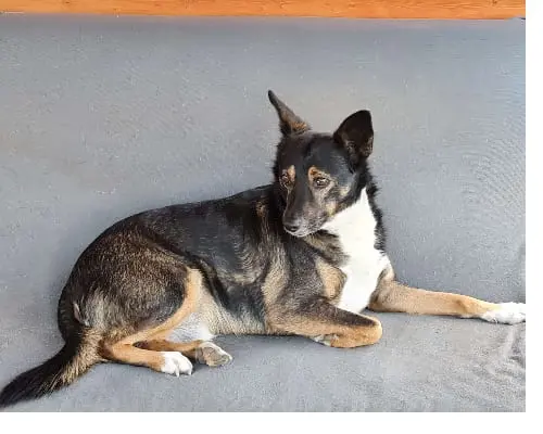 Adotta un cane, maschio, 8 anni e 9 mesi, Napoli