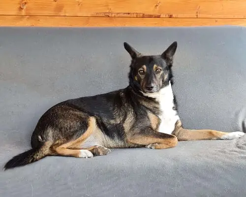 Adozione cane, maschio, meticcio, 8 anni e 9 mesi, taglia grande, Napoli
