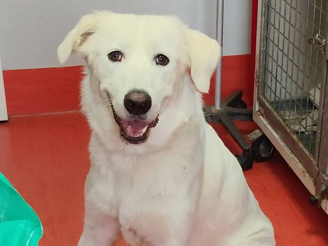 Adotta un cane, taglia grande, femmina, Latina