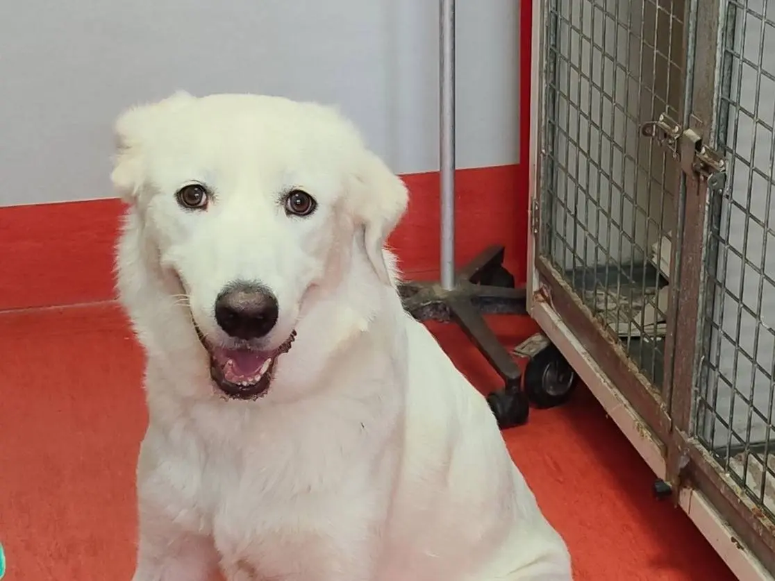 Adozione cane, femmina, Razza sconosciuta Razza sconosciuta, 8 mesi, taglia grande, Latina