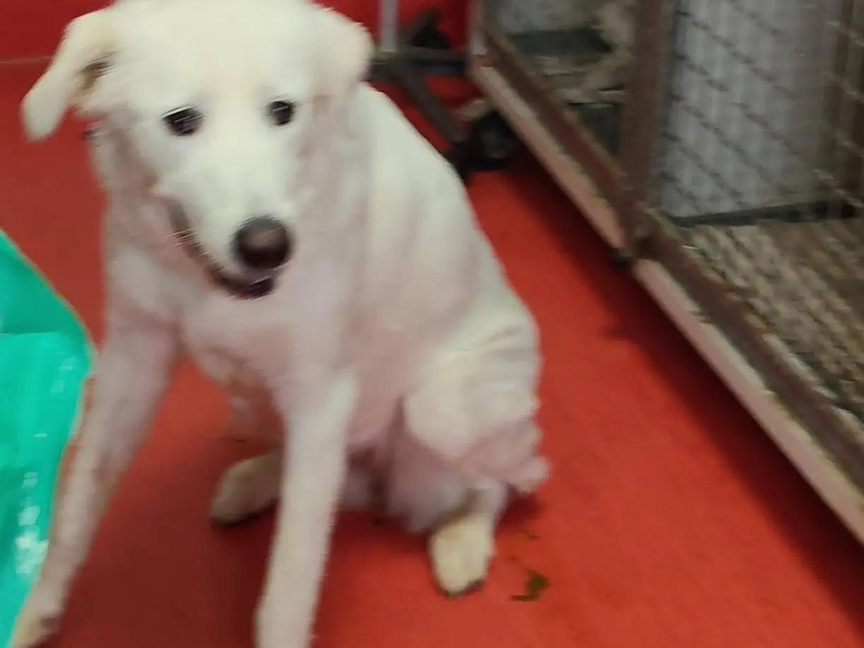Adotta un cane, femmina, 8 mesi, Latina