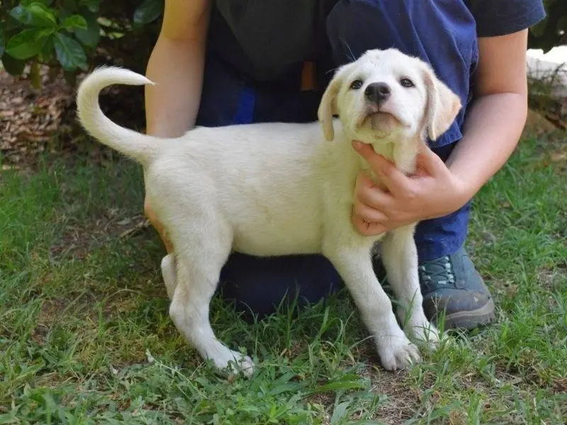Adotta il cane Myrine a Roma