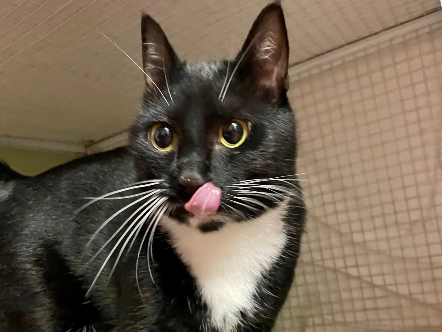 Adotta un gatto, femmina, 1 anno e 5 mesi, Milano