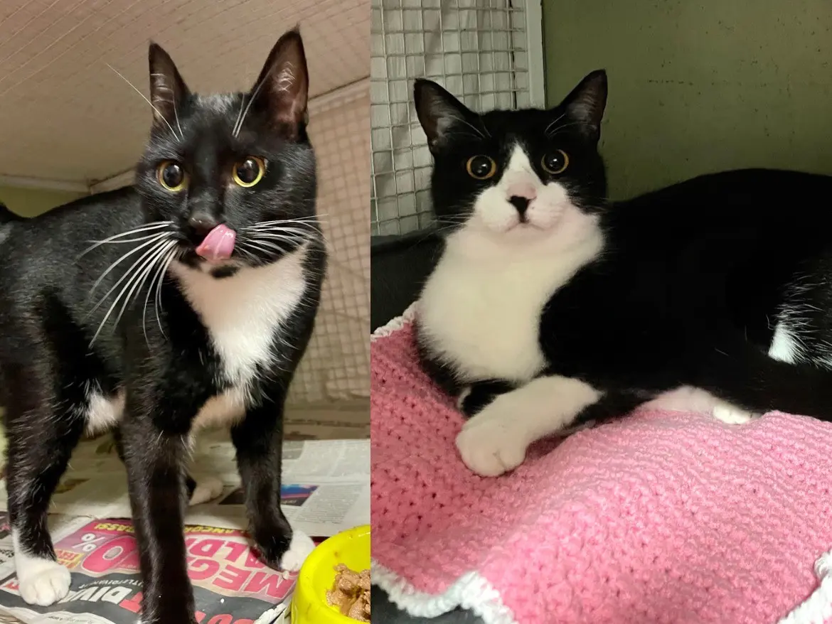 Adozione gatto, femmina, Razza sconosciuta Razza sconosciuta, 1 anno e 5 mesi, taglia non valida, Milano
