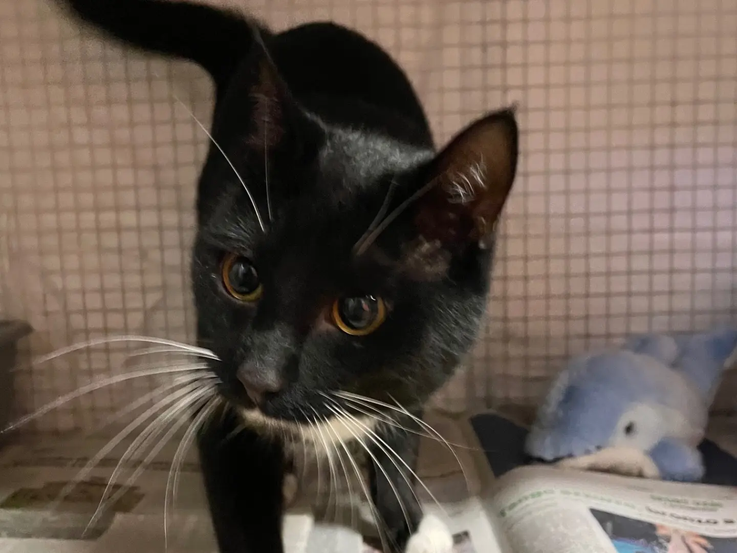 Vuoi adottare un gatto a Milano?
