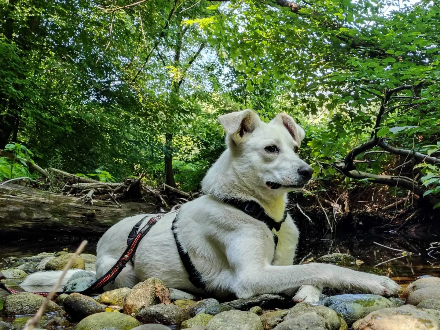 Adozione cane, femmina, Razza sconosciuta Razza sconosciuta, 2 anni e 3 mesi, taglia piccola, Como