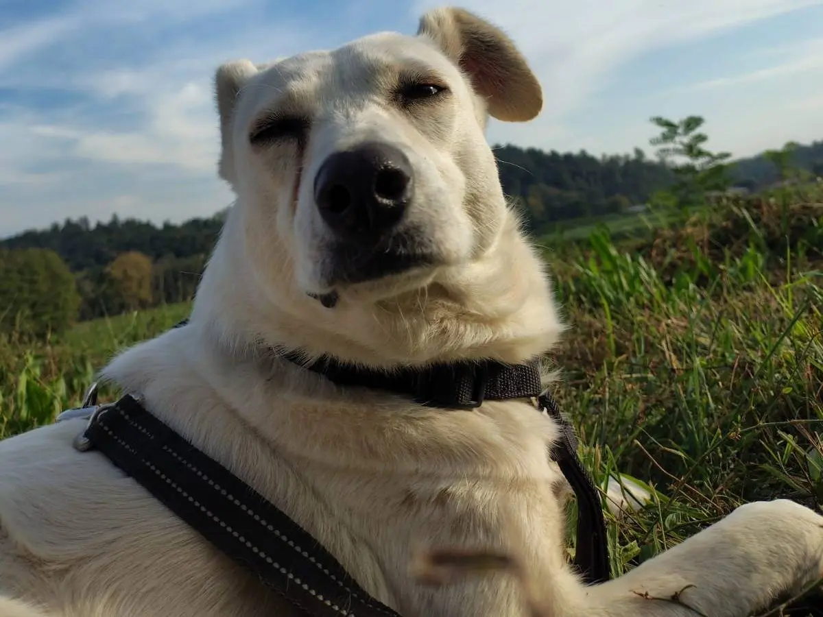 Adotta un cane, femmina, 2 anni e 3 mesi, Como