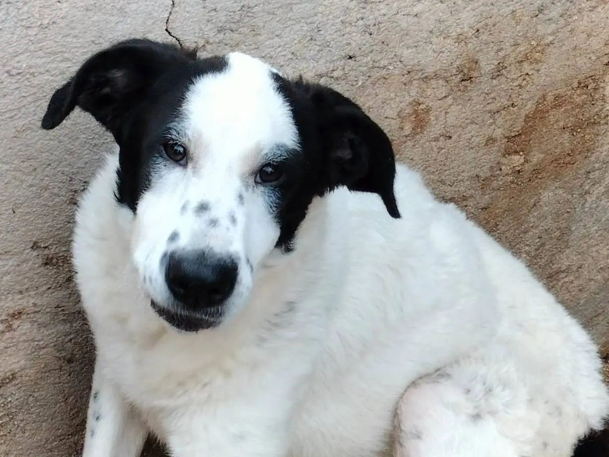 Adozione cane, femmina, Border Collie Razza sconosciuta, 1 anno e 8 mesi, taglia media, Frosinone
