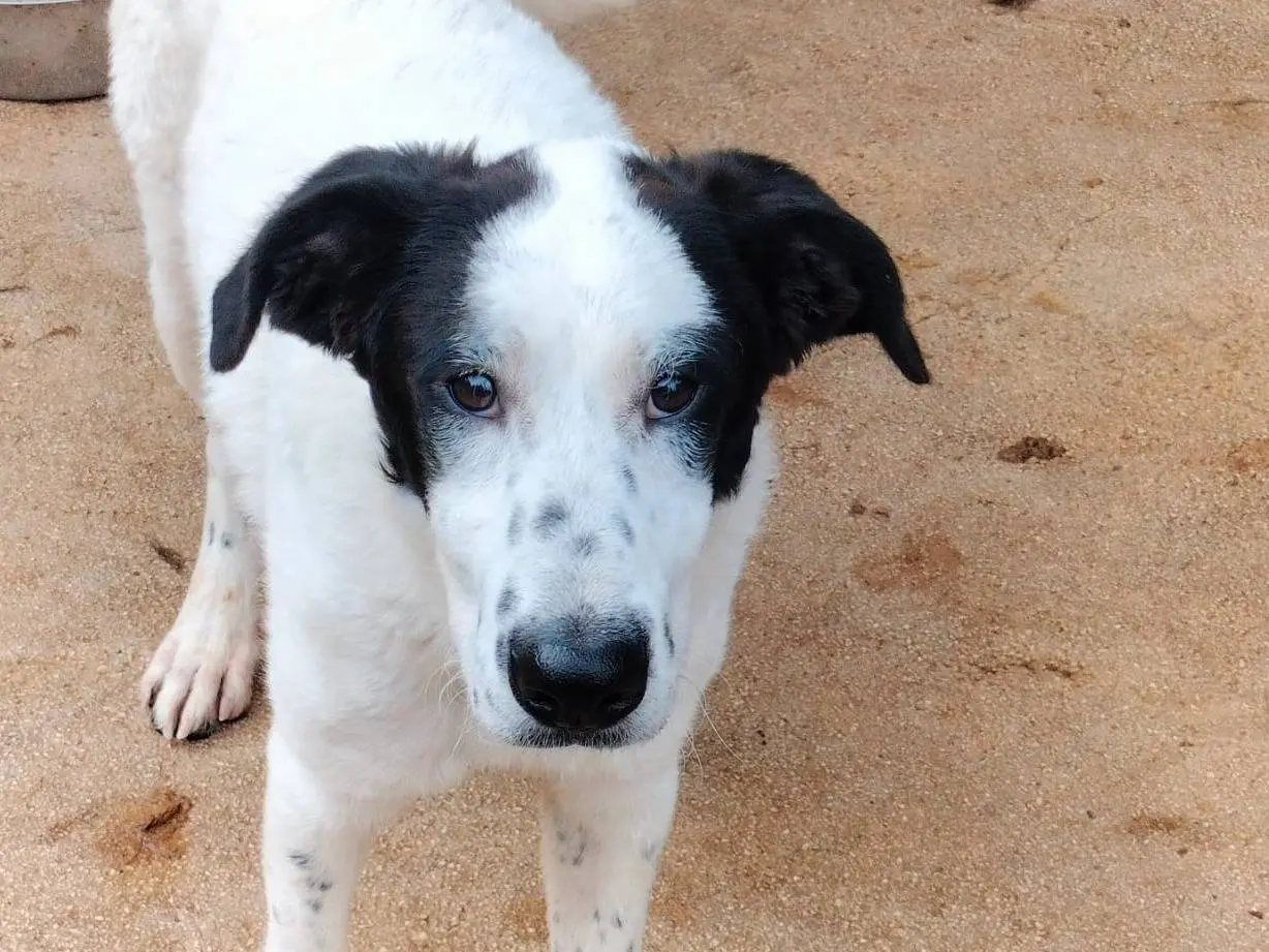 Adotta un cane, femmina, 1 anno e 8 mesi, Frosinone
