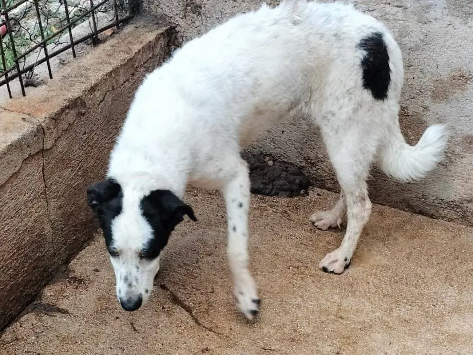Adotta il cane TATI a Frosinone