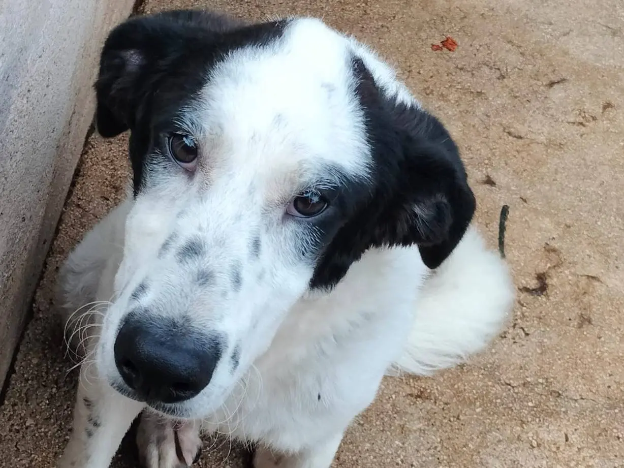 Adotta un cane, taglia media, femmina, Frosinone
