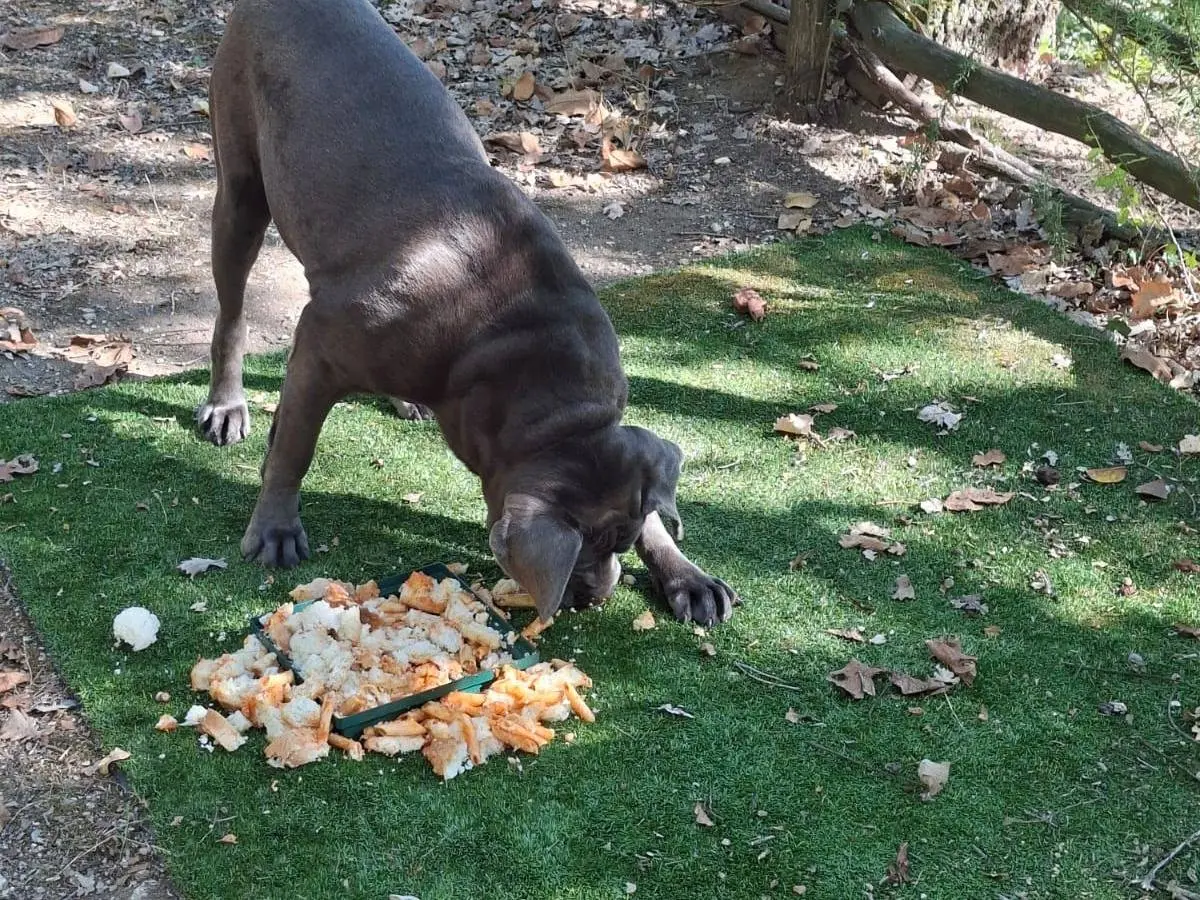 Adotta un cane, taglia gigante, femmina, Avellino
