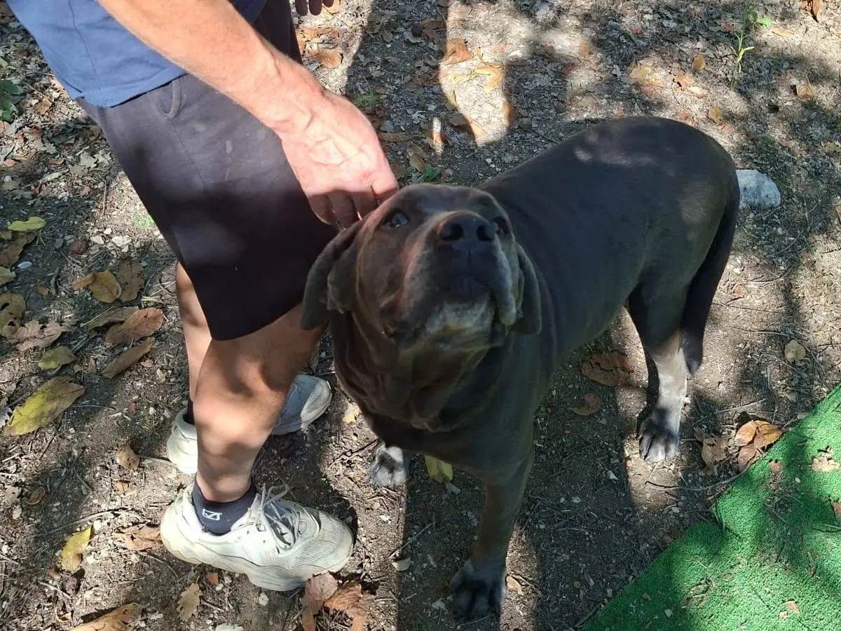 Adozione cane, femmina, Corso Razza sconosciuta, 6 anni, taglia gigante, Avellino