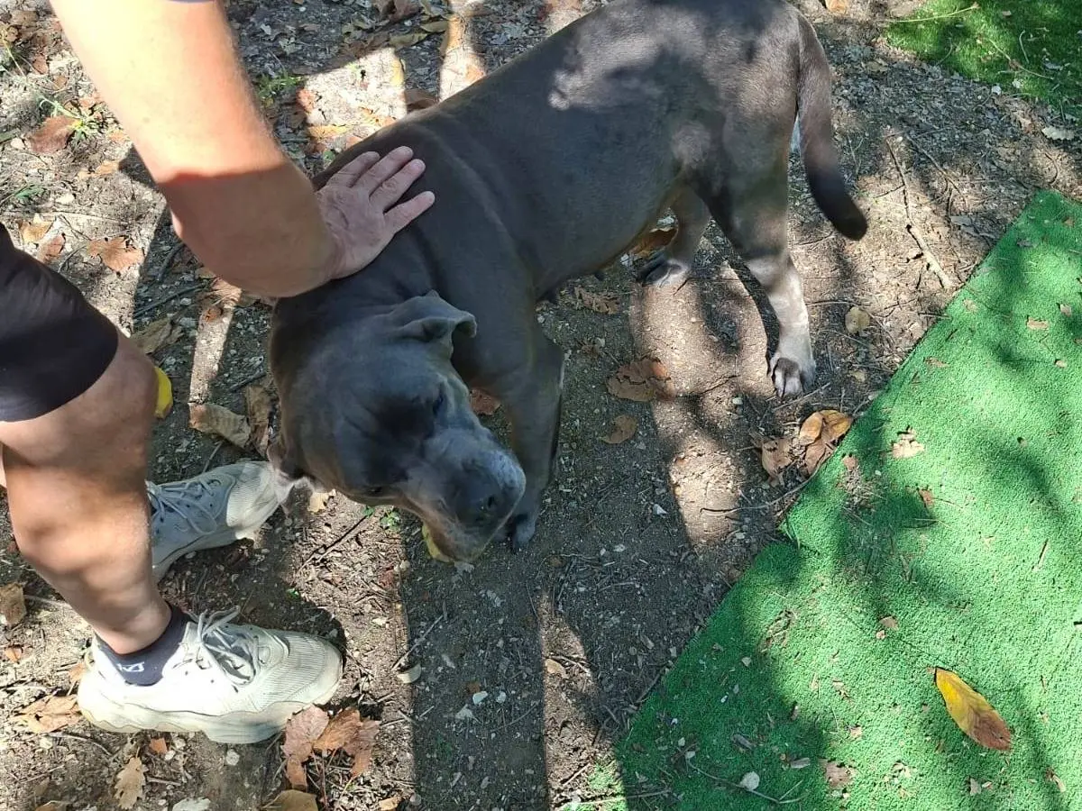 Adotta un cane, femmina, 6 anni, Avellino