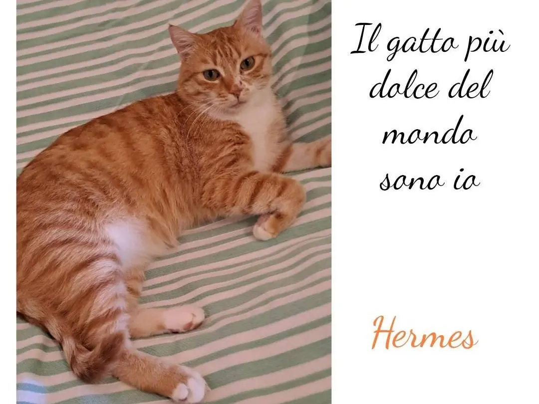 Adotta un gatto, maschio, 4 anni e 6 mesi, Crotone