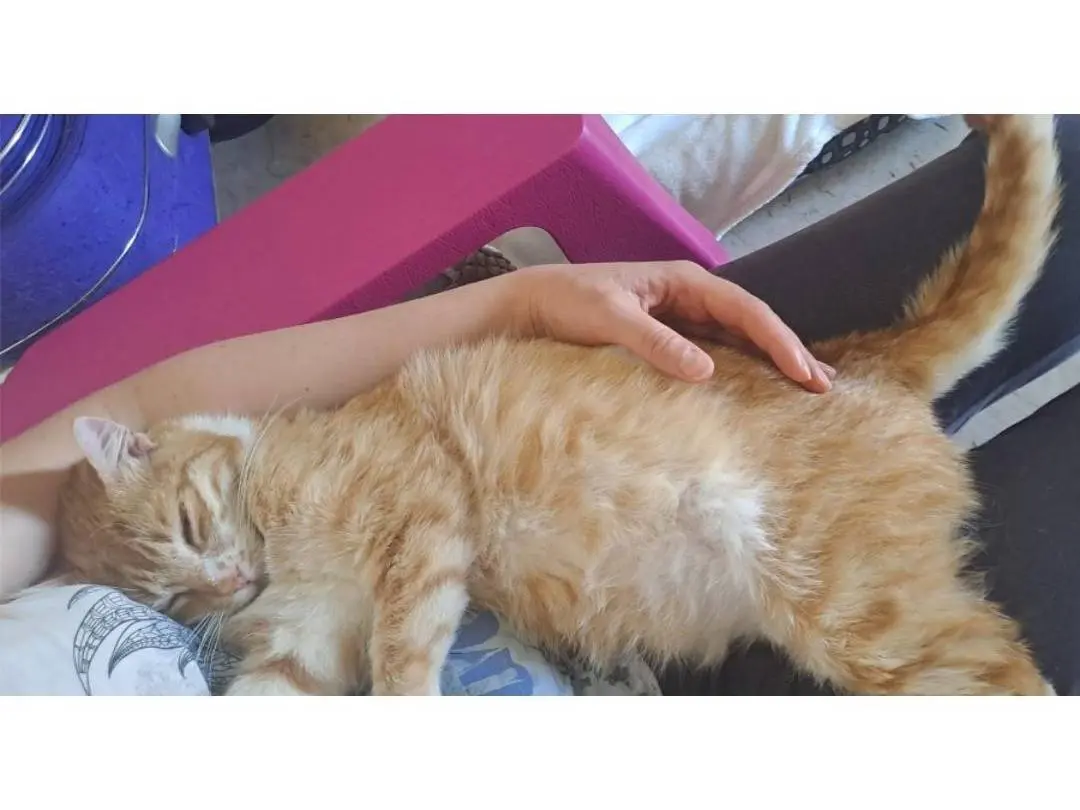 Adozione gatto, maschio, Razza sconosciuta Razza sconosciuta, 4 anni e 6 mesi, taglia non valida, Crotone