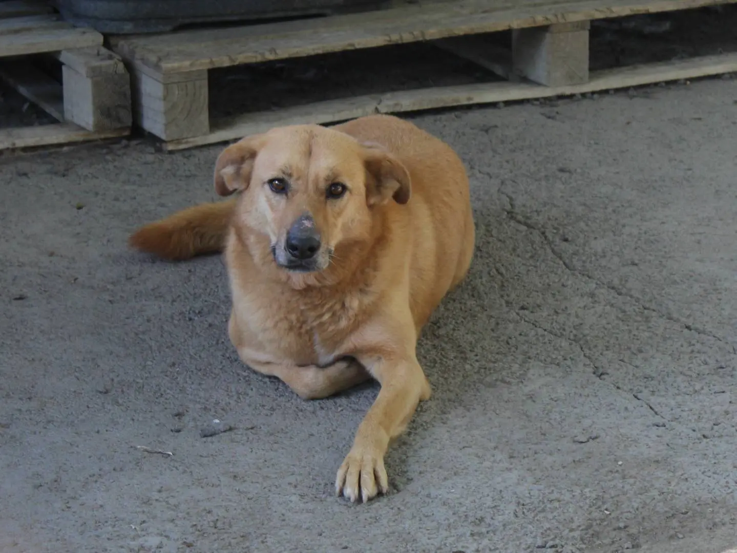 Adotta un cane, femmina, 10 anni e 5 mesi, Catania