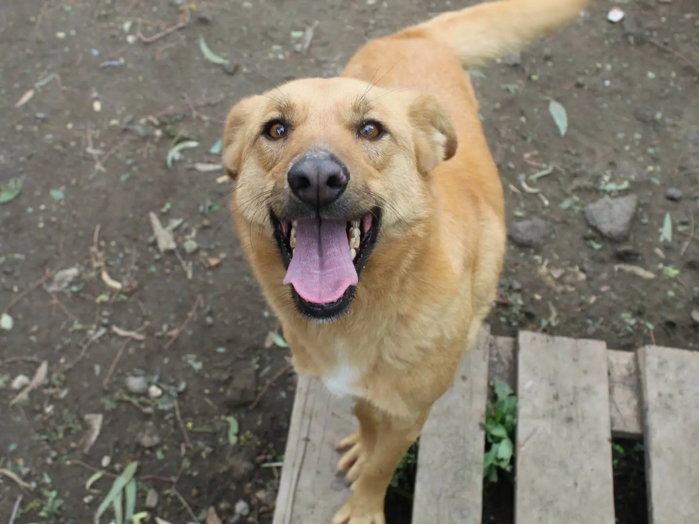 Adozione cane, femmina, Razza sconosciuta Razza sconosciuta, 10 anni e 5 mesi, taglia media, Catania