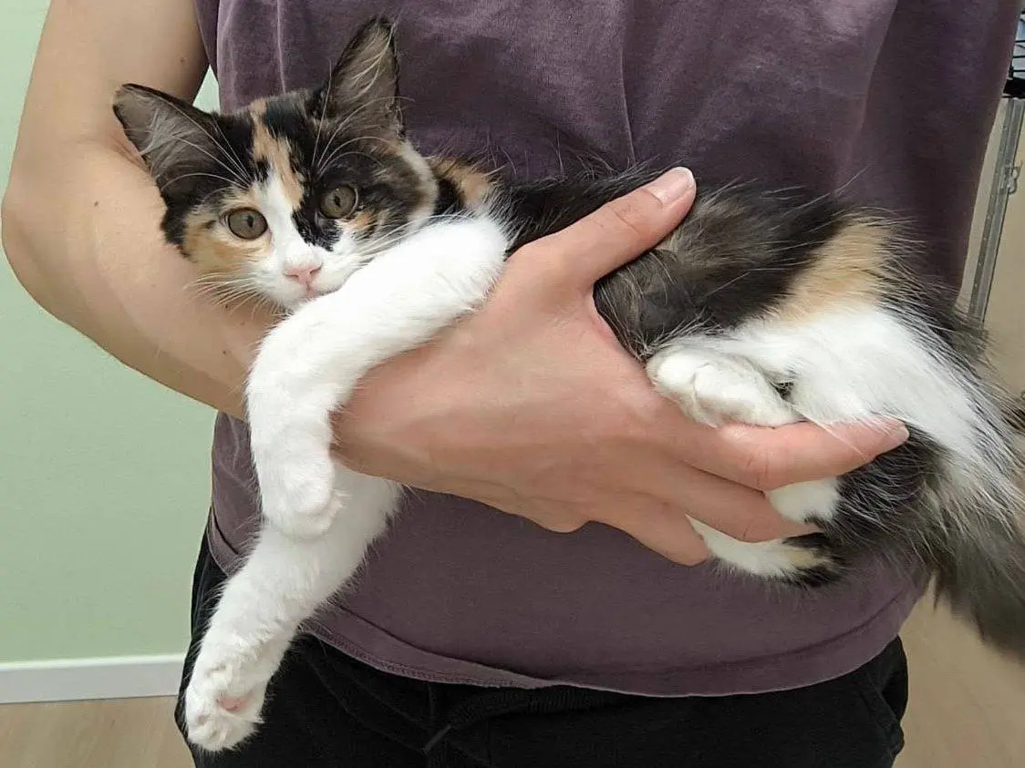 Adotta un gatto, femmina, 6 mesi, Bari