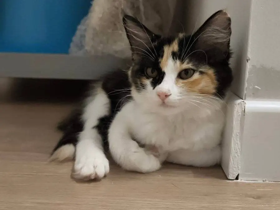 Adozione gatto, femmina, Razza sconosciuta Razza sconosciuta, 6 mesi, taglia non valida, Bari