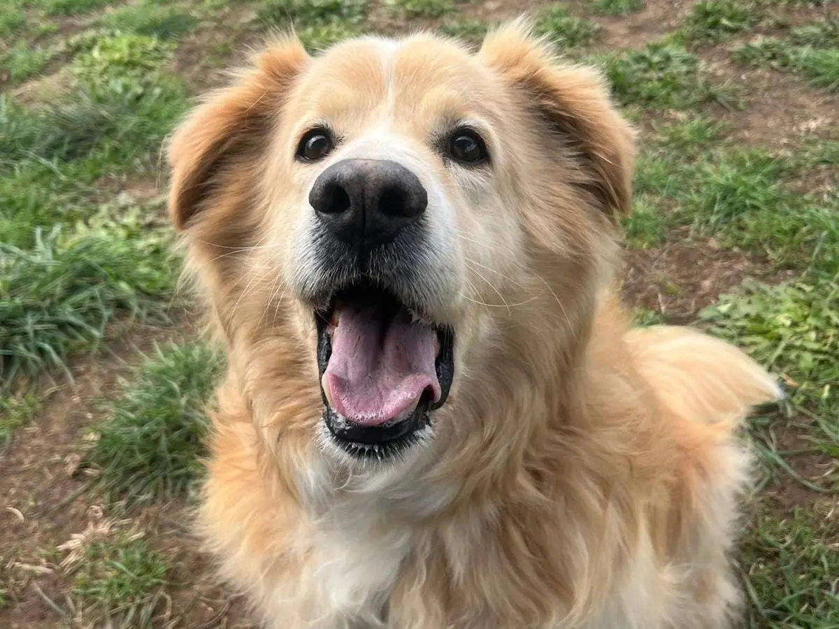 Adotta un cane, taglia grande, maschio, Roma