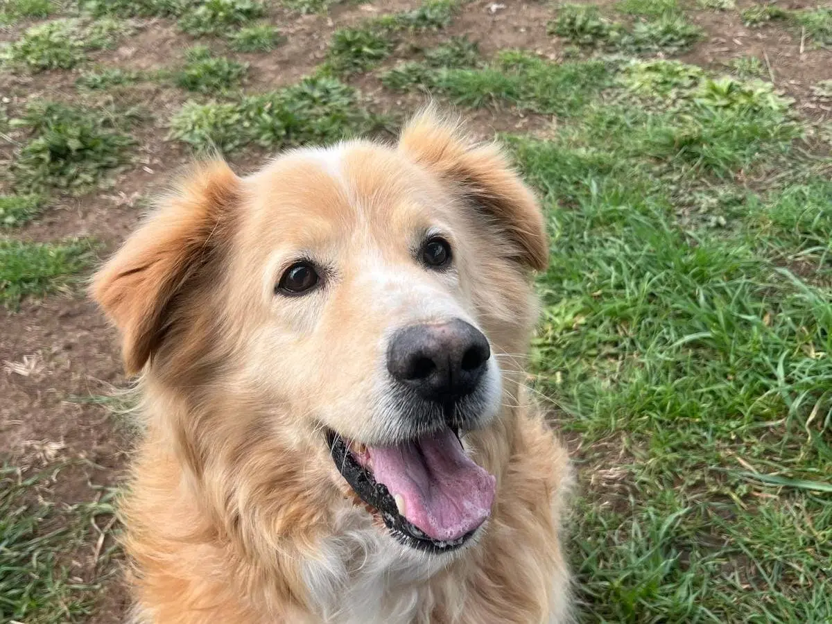 Adozione cane, maschio, Razza sconosciuta Razza sconosciuta, 5 anni e 11 mesi, taglia grande, Roma