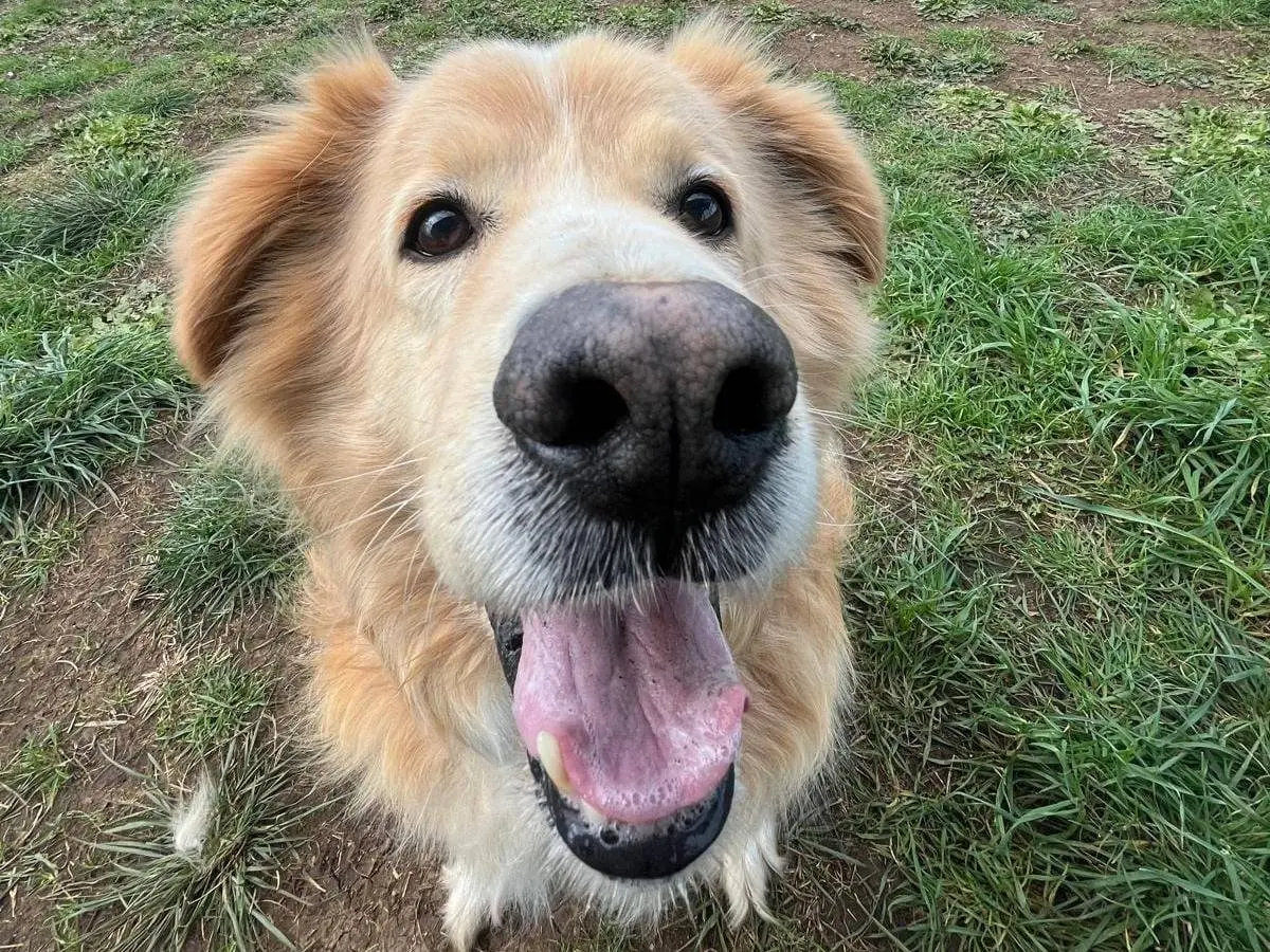 Adotta un cane, maschio, 5 anni e 11 mesi, Roma