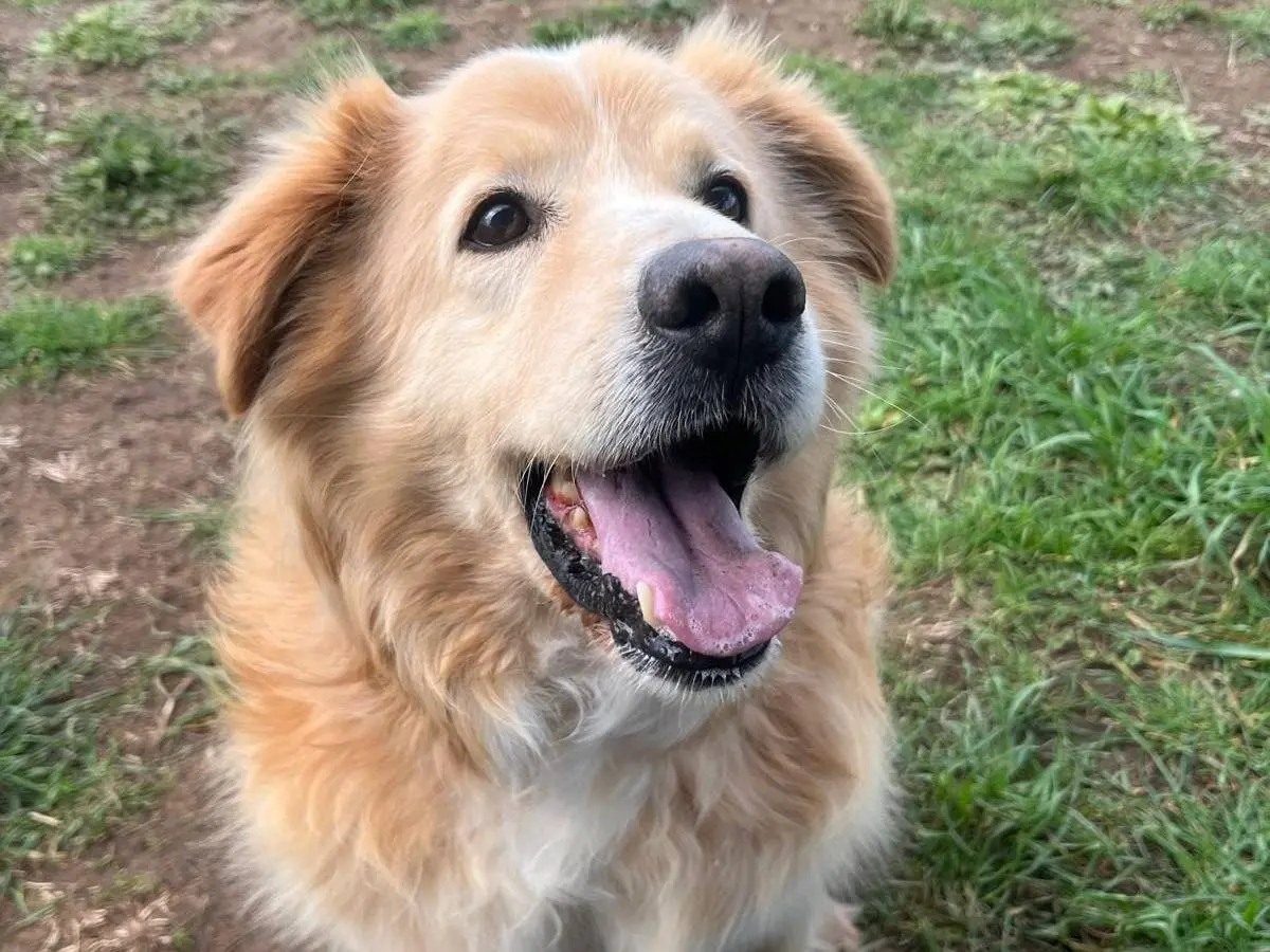 Vuoi adottare un cane a Roma?